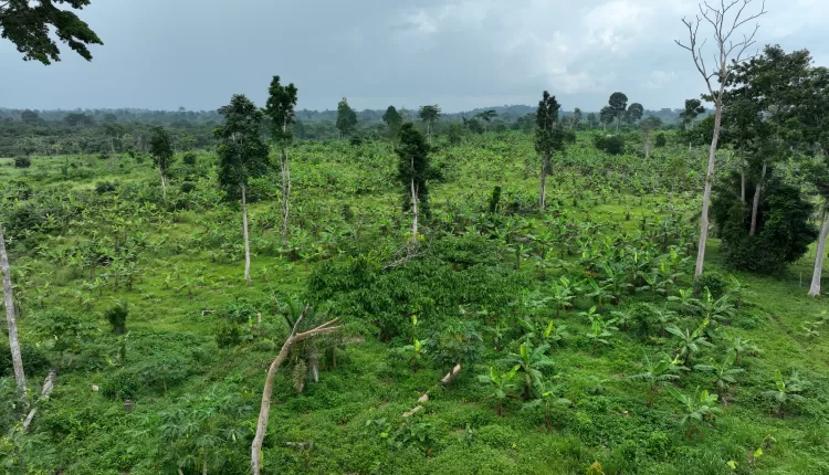 National Cocoa Rehabilitation Programme, African Development Bank, COCOBOD, AfDB, AfDB loan, Cocobod loan, Ghana, Sustainable cocoa, Cocoa agroforestry, Sustainability,