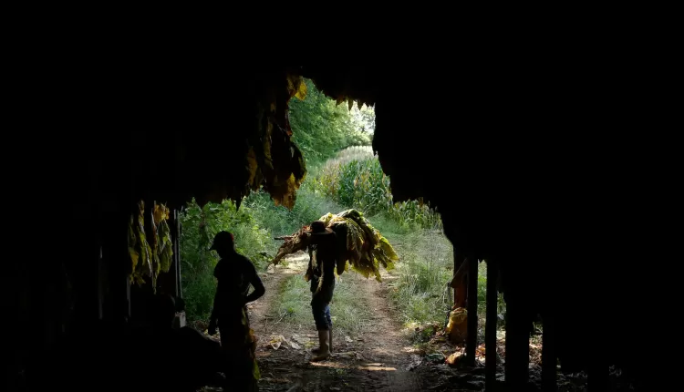 Child labour, US Labour Law, Department of Labour, USA, United States, Hazardous child labour, Acute nicotine poisoning, Child protection, US Congress, Human Rights Watch, HRW, Living wage, CARE Act, Children Don’t Belong on Tobacco Farms Act,