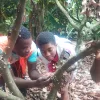 Bekwai District CHED, Prince Kwadwo Amoako, Environmental Governance, Social Forestry, Cocoa Agronomy, Professional, Cocoa Heath and Extension Division, Ghana Cocoa Board, District Cocoa Officer, Bekwai District, Ghana,