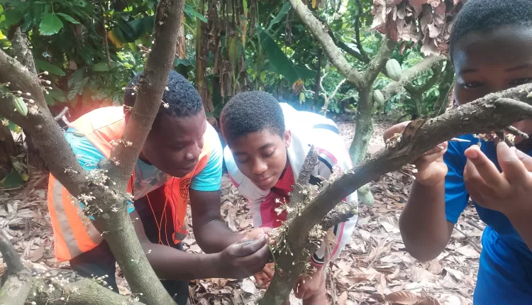 Bekwai District CHED, Prince Kwadwo Amoako, Environmental Governance, Social Forestry, Cocoa Agronomy, Professional, Cocoa Heath and Extension Division, Ghana Cocoa Board, District Cocoa Officer, Bekwai District, Ghana,