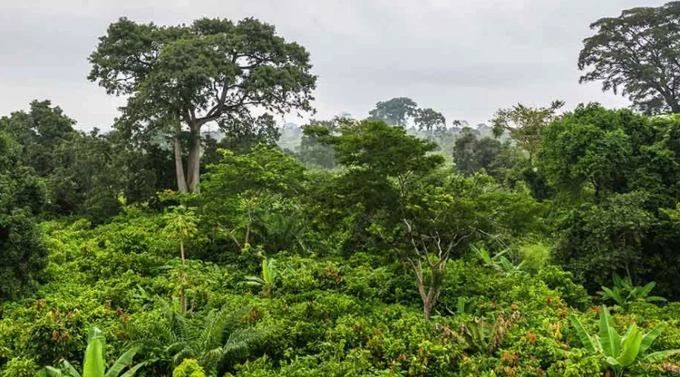 Forest restoration, Cavally Forest, Nestle, Touton, Cocoasource, SWISSCO, MINEF, Cote d'Ivoire,