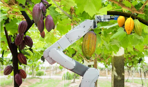 cocoa bots, robots, Innovation in cocoa processing, Innovations in Cocoa Industry, Chocolate Business, Cocoa farm irrigation,
