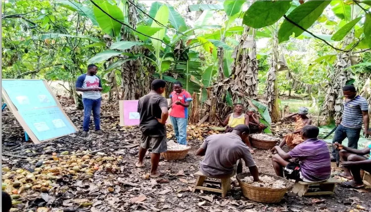 Lambert Aliginia, Cocoa certification, Cocoa Post,