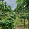 Dennis Takpah, Fairtrade Africa, West Africa Network, Cocoa programme, Programme Officer, West Africa Cocoa Programme, Bolivia, Dynamic Agroforestry, Cocoa production, Cocoa farming, Chocolate, Trees for All,