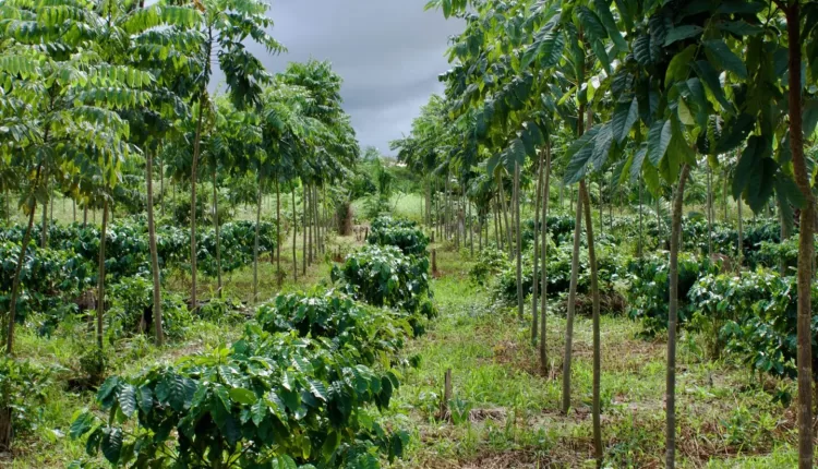 Dennis Takpah, Fairtrade Africa, West Africa Network, Cocoa programme, Programme Officer, West Africa Cocoa Programme, Bolivia, Dynamic Agroforestry, Cocoa production, Cocoa farming, Chocolate, Trees for All,