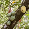 cocoa prices Ghana, weak harvest, cocoa contracts, cocoa default, Ghana Cocoa Board,