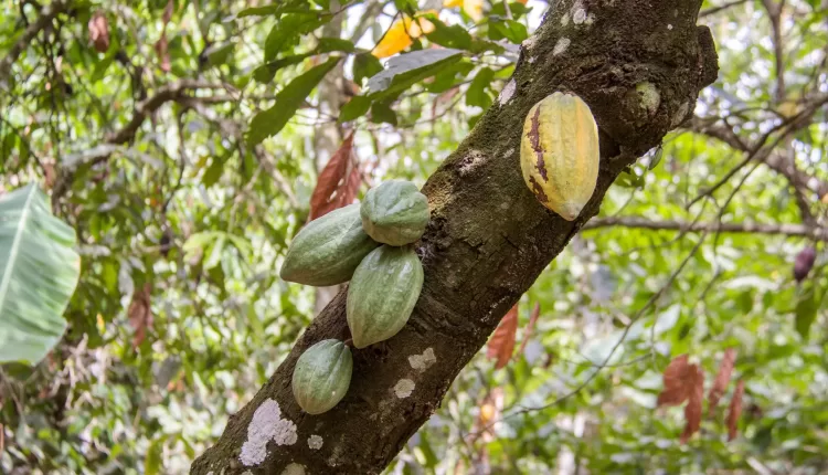 cocoa prices Ghana, weak harvest, cocoa contracts, cocoa default, Ghana Cocoa Board,