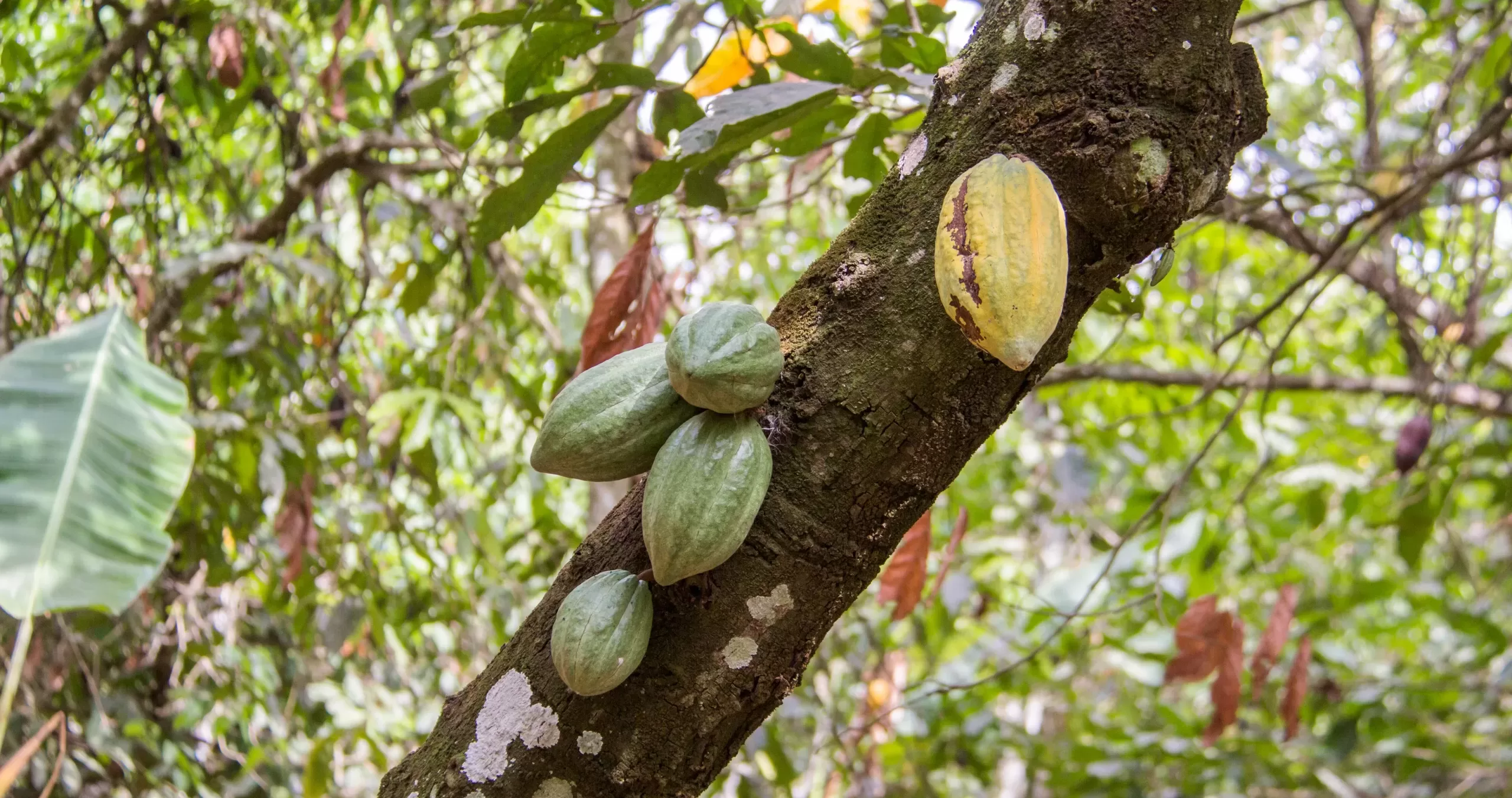 cocoa prices Ghana, weak harvest, cocoa contracts, cocoa default, Ghana Cocoa Board,