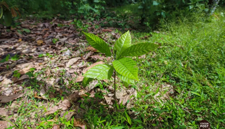 Irrigation in cocoa farming, Cocoa seedling, climate change, Ghana cocoa, climate-smart agriculture, Sustainable production, Sustainability, Productivity, Yield enhancement, Cocoa Post,