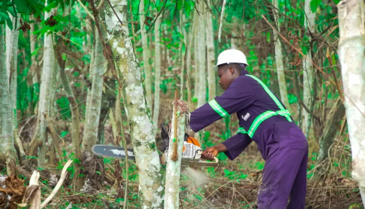 Afarinick Company Limited, Kumad Global Impact Limited, Cocoa rehabilitation,