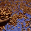 Crop season, Ghana Cocoa Board, Cocoa beans, Cocoa smuggling, Producer price, Farmgate price, Cocoa price,