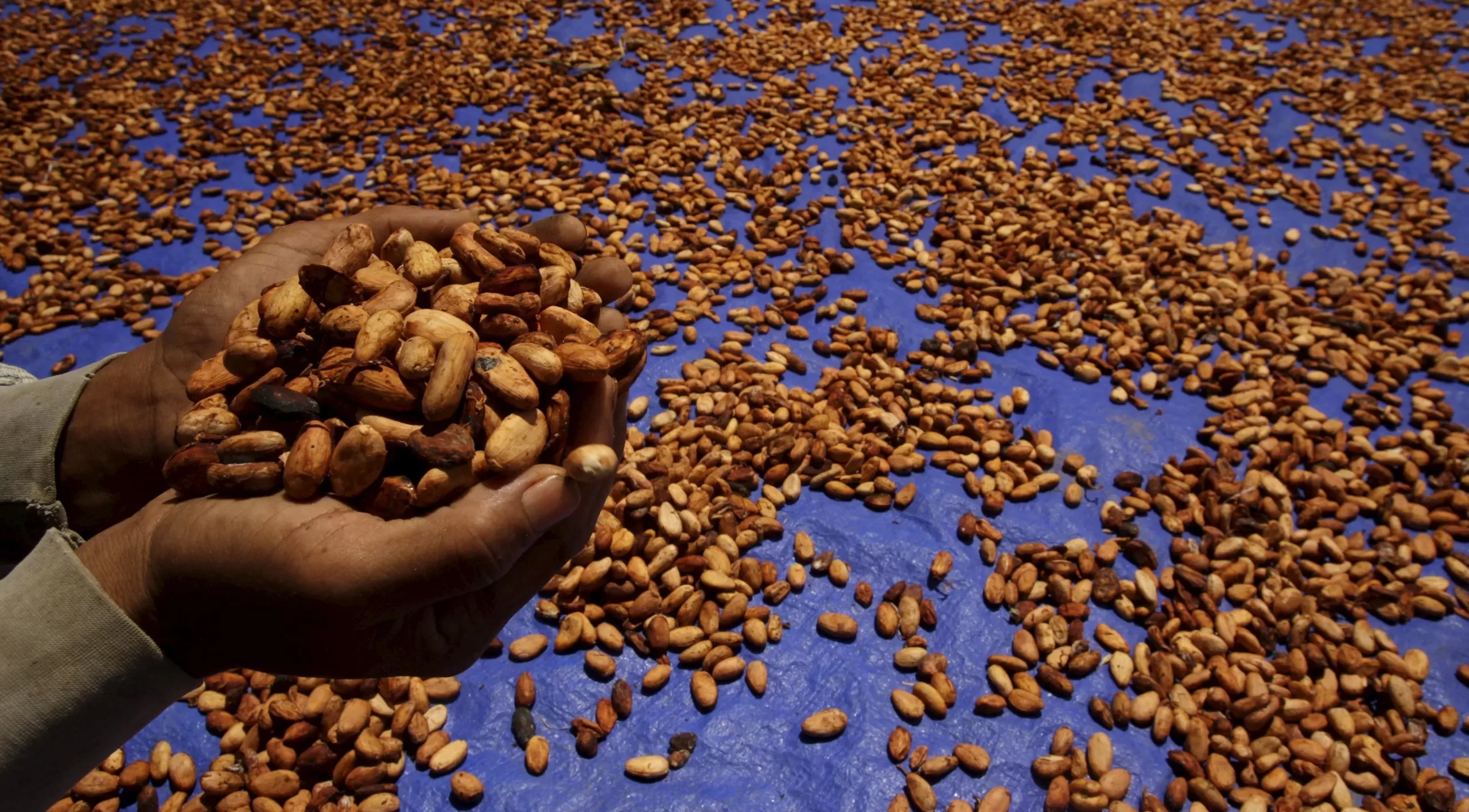 Crop season, Ghana Cocoa Board, Cocoa beans, Cocoa smuggling, Producer price, Farmgate price, Cocoa price,