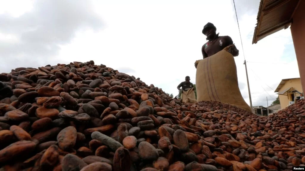 Ivory Coast Cocoa farmers, Farmgate price, Cocoa producer price, PICD, The Plateforme Ivoirienne pour le Cacao Durable, CCC, Ghana Cocoa Board, Cocoa farmers,