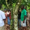 Farmer field school, Kokofu, Productivity Enhanced Programme, PEP, Ghana Cocoa Board, Cocobod, GIZ, FFS,