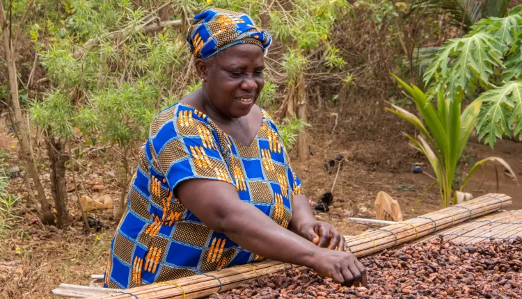 Cocoa producer price, Cocoa price, Farmgate price, Cocoa pricing policy, Cocoa Pricing Mechanism, LID, Living Income Differential,