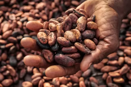 Ivory Coast Projects 20% Drop In 2023/24 Cocoa Harvest