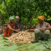 Three Mountains Cocoa, TMC, Leslie Agyare, Organic cocoa, Ghana cocoa, Cocoa cooperatives, Cocoa export, Sustainable chocolate, Sarah MacCuaig,