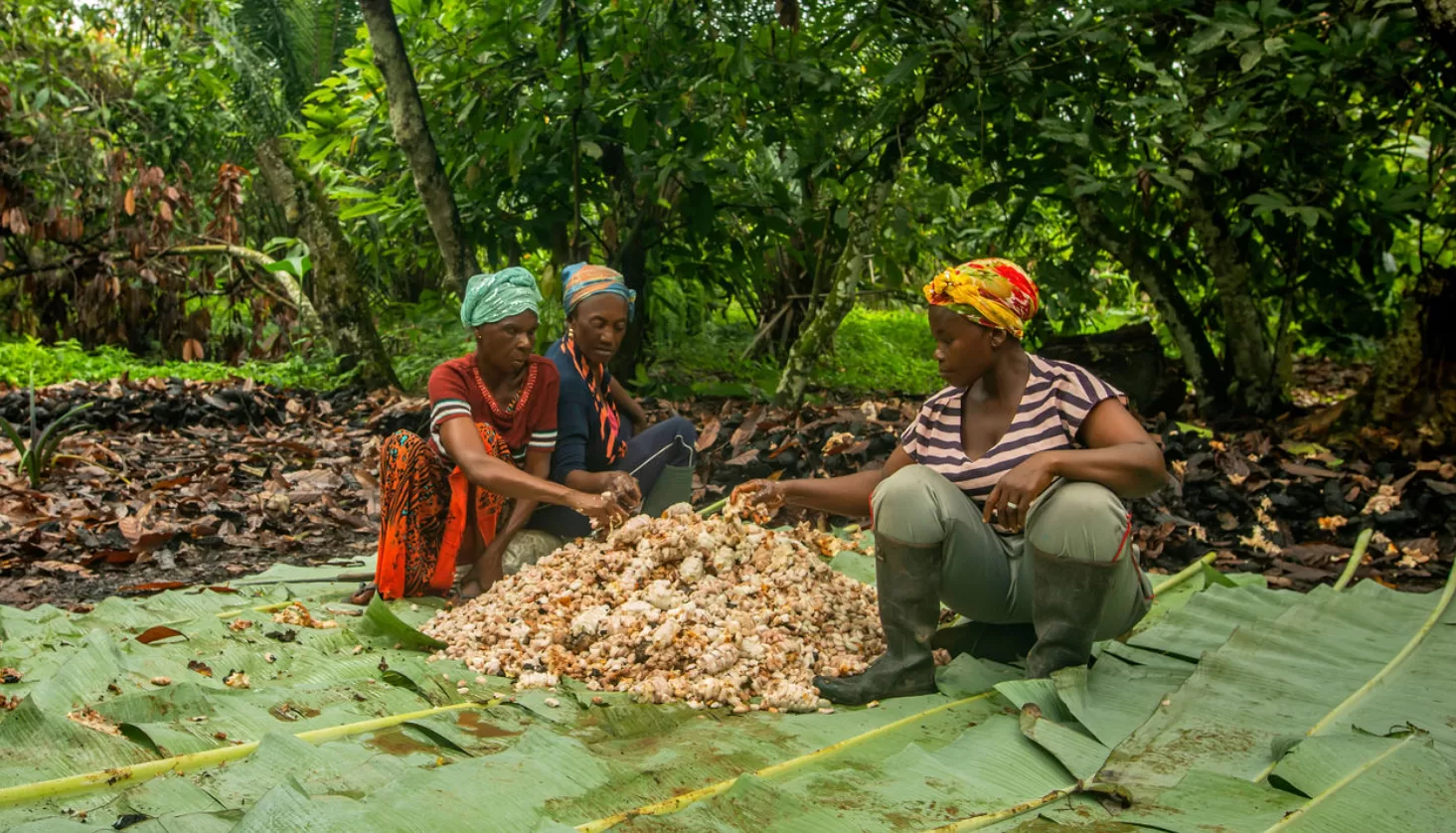 Three Mountains Cocoa, TMC, Leslie Agyare, Organic cocoa, Ghana cocoa, Cocoa cooperatives, Cocoa export, Sustainable chocolate, Sarah MacCuaig,