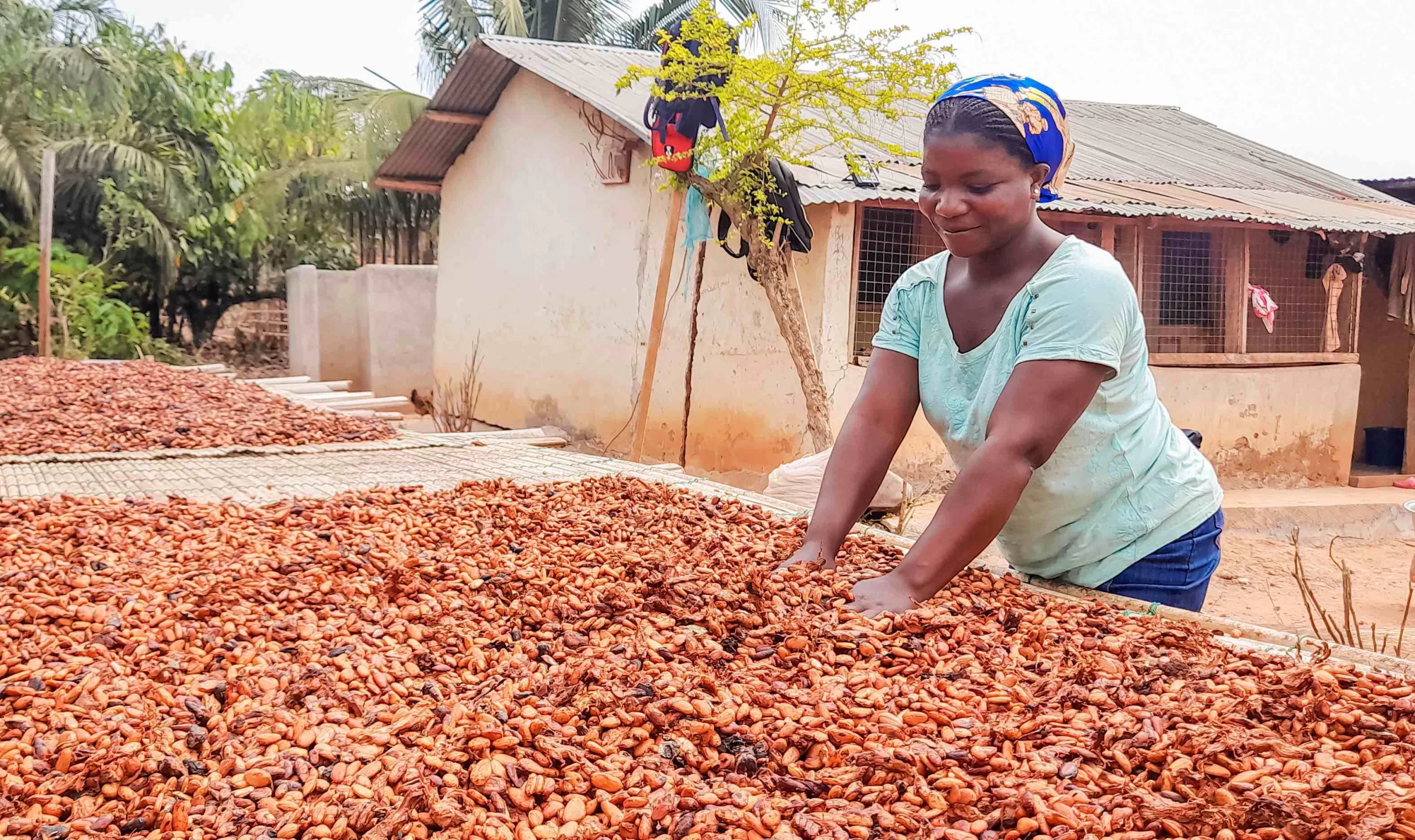 Farmgate Cocoa Price, Cocoa producer price, Ghana, farm gate price, Ghana Cocoa Board, Cocobod, CCC, Price increase, 2022/23 cocoa season, LID, GCCP, Ghana Civil-society Cocoa Platform, Cocoa Post, Cocoa Price 2022, Cocoa price 2023/24,