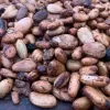 ICCO, 2022/23 season, Q3, International Cocoa Organisation, Cocoa Market Report, El Niño, weather, cocoa supply deficit, Ghana, Cote d'Ivoire, African Processors, Shutdown, Cocoa Shortage, Cocoa processing, Ghana, Ivory Coast, Cocoa beans,