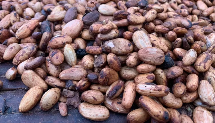 ICCO, 2022/23 season, Q3, International Cocoa Organisation, Cocoa Market Report, El Niño, weather, cocoa supply deficit, Ghana, Cote d'Ivoire, African Processors, Shutdown, Cocoa Shortage, Cocoa processing, Ghana, Ivory Coast, Cocoa beans,