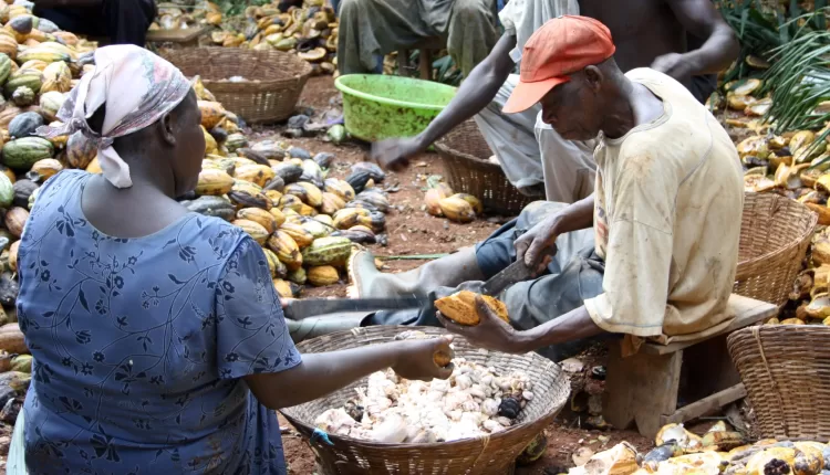 Cocoa farmers, Cocoa Post, Cocoa pods, cocoa beans, Ghana Cocoa Board, Ivory Coast, Farmgate price, Cocoa producer price, Syndicated loan, Cocobod,