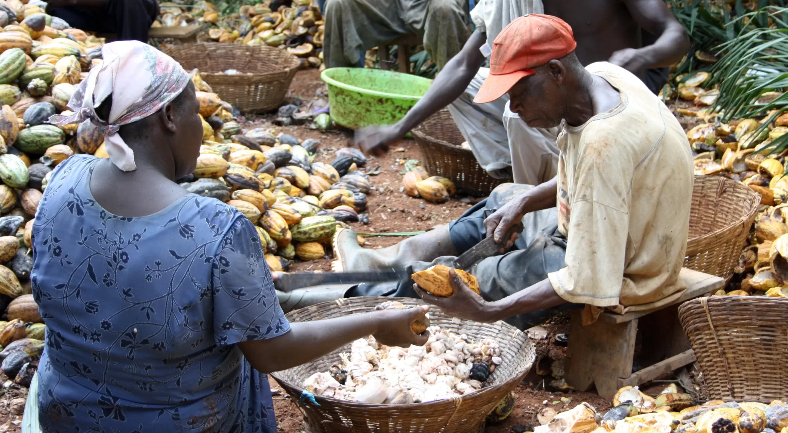 Cocoa farmers, Cocoa Post, Cocoa pods, cocoa beans, Ghana Cocoa Board, Ivory Coast, Farmgate price, Cocoa producer price, Syndicated loan, Cocobod,