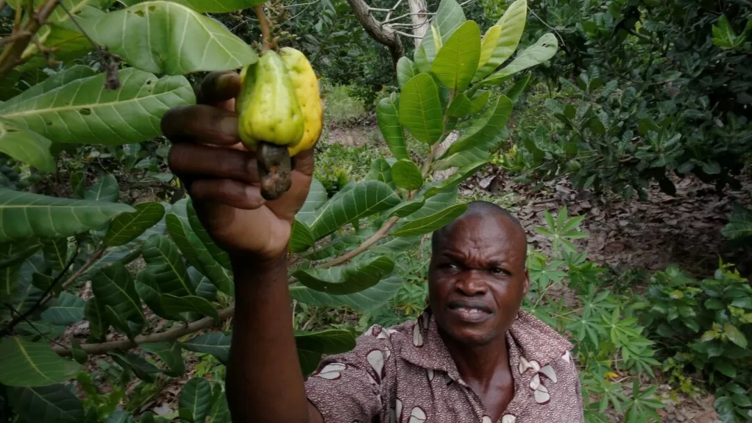 Cashew production, Cashew farming, Nature loss, Cote d'Ivoire, Nutritional insecurity, Ivory Coast, Cashew export,
