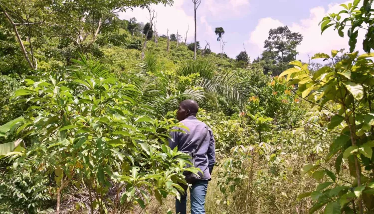 Asunafo-Asutifi Hotspot Area, HIA, Ghana, WCF, Cocoa & Forests Initiative, REDD+,