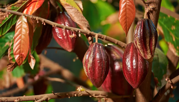 4Ps, Cocoa production, Pruning, Pollination, Poultry manure, Protection, COCOBOD, Ghana Cocoa Board, High pod load, CSSVD, Cocoa Swollen Shoot Virus Disease, Insects, Pests, Cocoa yield,