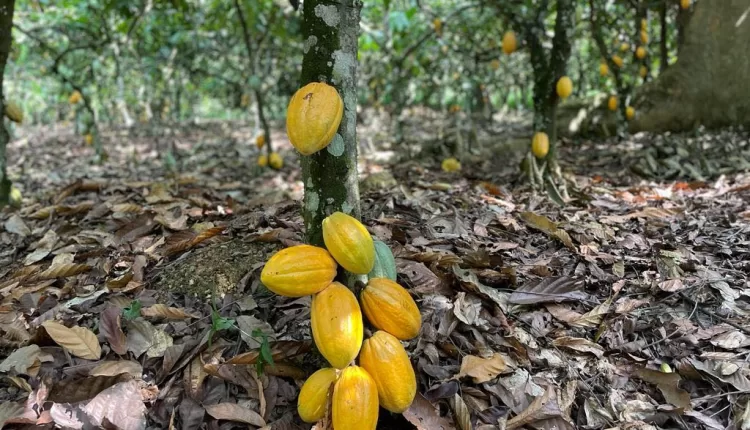 Media, Child labour, Ghana, COCOBOD, Rainforest Alliance,