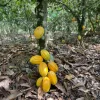 Sustainable cocoa production, Sustainability, Ghana, Multi-stakeholder initiatives, Poverty, Fair labour practices, Certification standards, Certification scheme, Fairtrade, Rainforest Alliance, Cocoa and Forest Initiative, Ghana Cocoa Board, Cocobod, Opinion piece, op-ed, Ruth Atrokeh,