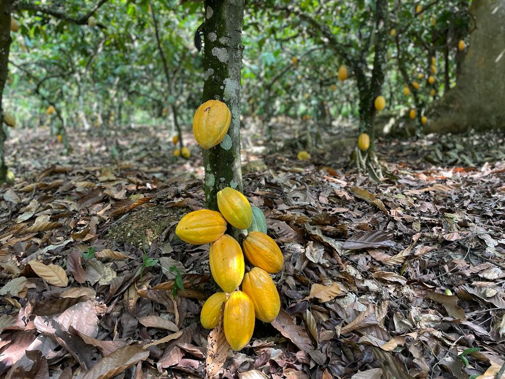 Sustainable cocoa production, Sustainability, Ghana, Multi-stakeholder initiatives, Poverty, Fair labour practices, Certification standards, Certification scheme, Fairtrade, Rainforest Alliance, Cocoa and Forest Initiative, Ghana Cocoa Board, Cocobod, Opinion piece, op-ed, Ruth Atrokeh,