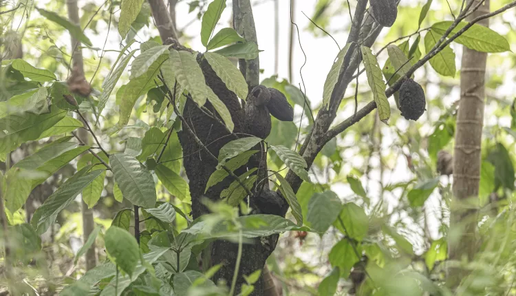 Ghana cocoa region, CSSVD, Cocoa Swollen Shoot Virus Disease, Cocoa bean disease, Cocoa pod rot, Ghana Cocoa Board, Cocobod,