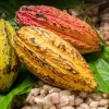 Alex Assanvo, Cocoa pods, Sustainable Cocoa, Living Income, CIGCI, Cote d'Ivoire-Ghana Cocoa Initiative, Ghana Cocoa Board, COCOBOD, CCC, Ivory Coast, Cocoa farmers, Poverty, Cocoa communities, Women in Cocoa, Gender, Child Labour, Human rights, EUDR, Chocolate, World Cocoa Foundation, WCF Partnership Meetings 2024, CHOCOA, ICCO, Cocoa Supply, Cocoa Shortage,