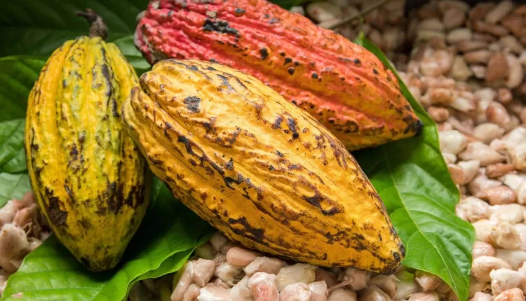 Alex Assanvo, Cocoa pods, Sustainable Cocoa, Living Income, CIGCI, Cote d'Ivoire-Ghana Cocoa Initiative, Ghana Cocoa Board, COCOBOD, CCC, Ivory Coast, Cocoa farmers, Poverty, Cocoa communities, Women in Cocoa, Gender, Child Labour, Human rights, EUDR, Chocolate, World Cocoa Foundation, WCF Partnership Meetings 2024, CHOCOA, ICCO, Cocoa Supply, Cocoa Shortage,