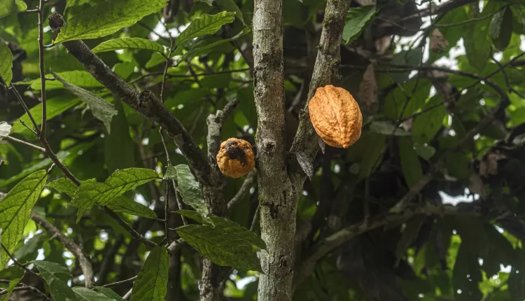 World Bank loan, Cocoa farmer, Suaman-Dadieso District, Western North Region, Cocoa disease, Cocoa Swollen Shoot Virus Disease, CRIG, CSSVD, Ghana Cocoa Board, CHED, COCOBOD, Afarinick Company Limited, National Cocoa Rehabilitation, Living Income, African Development Bank, Cocoa production decline, Cocoa price, New York, London, Commodity market,