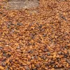 Cocoa beans, Cocoa crop, Ghana cocoa output,