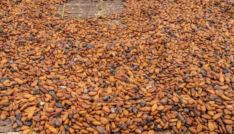 Cocoa beans, Cocoa crop, Ghana cocoa output,