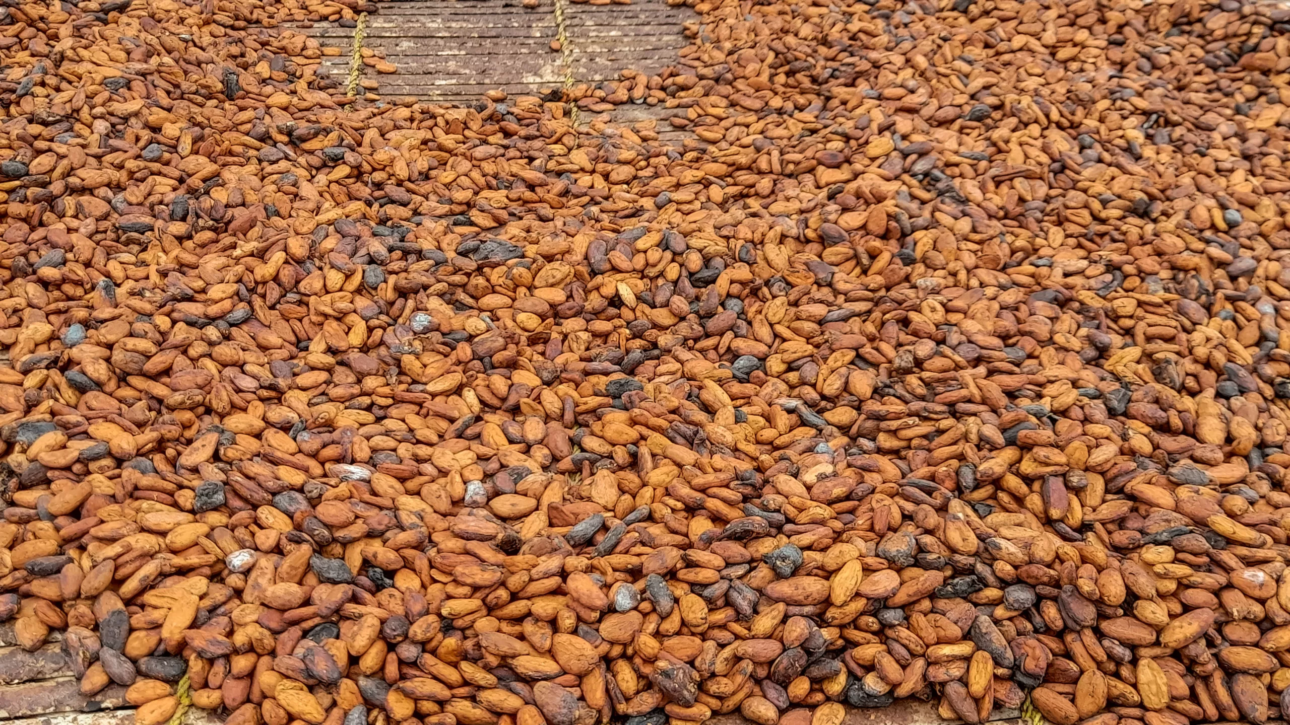 Cocoa beans, Cocoa crop, Ghana cocoa output,