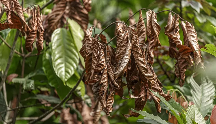 Kwabena Nartey, Cocoa farmer, Suaman-Dadieso District, Western North Region, Cocoa disease, Cocoa Swollen Shoot Virus Disease, CRIG, CSSVD, Ghana Cocoa Board, CHED, COCOBOD, Afarinick Company Limited, National Cocoa Rehabilitation, Living Income, African Development Bank, Cocoa production decline, Cocoa price, New York, London, Commodity market,