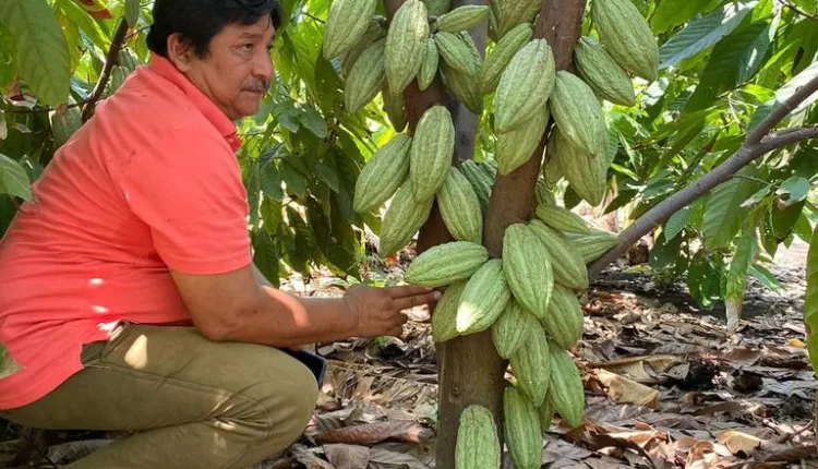 Ecuador cocoa, Ghana cocoa, CSSVD, Galamsey, Smuggling, Climate change,