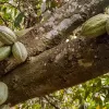 Cocoa pods, ICCO, Cocoa sector, challenges,