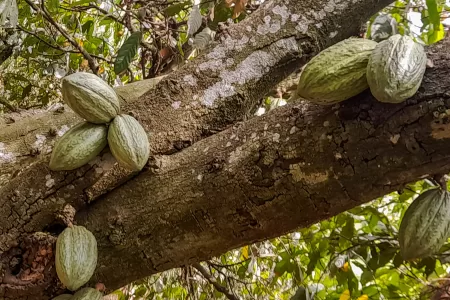 ICCO Raises Alarm Over Cocoa Sector Challenges