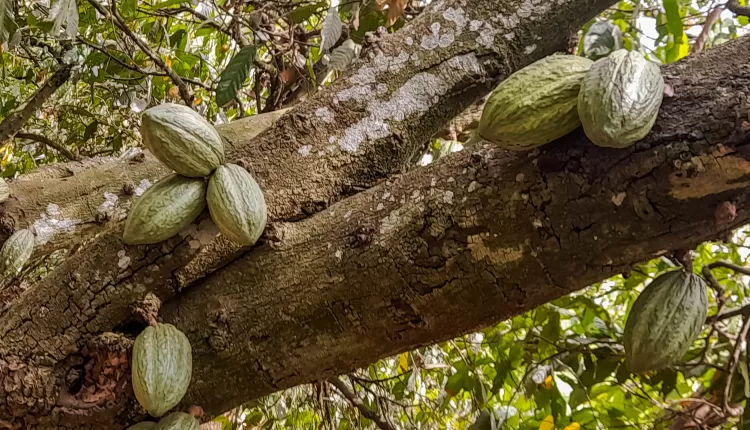 Cocoa pods, ICCO, Cocoa sector, challenges,