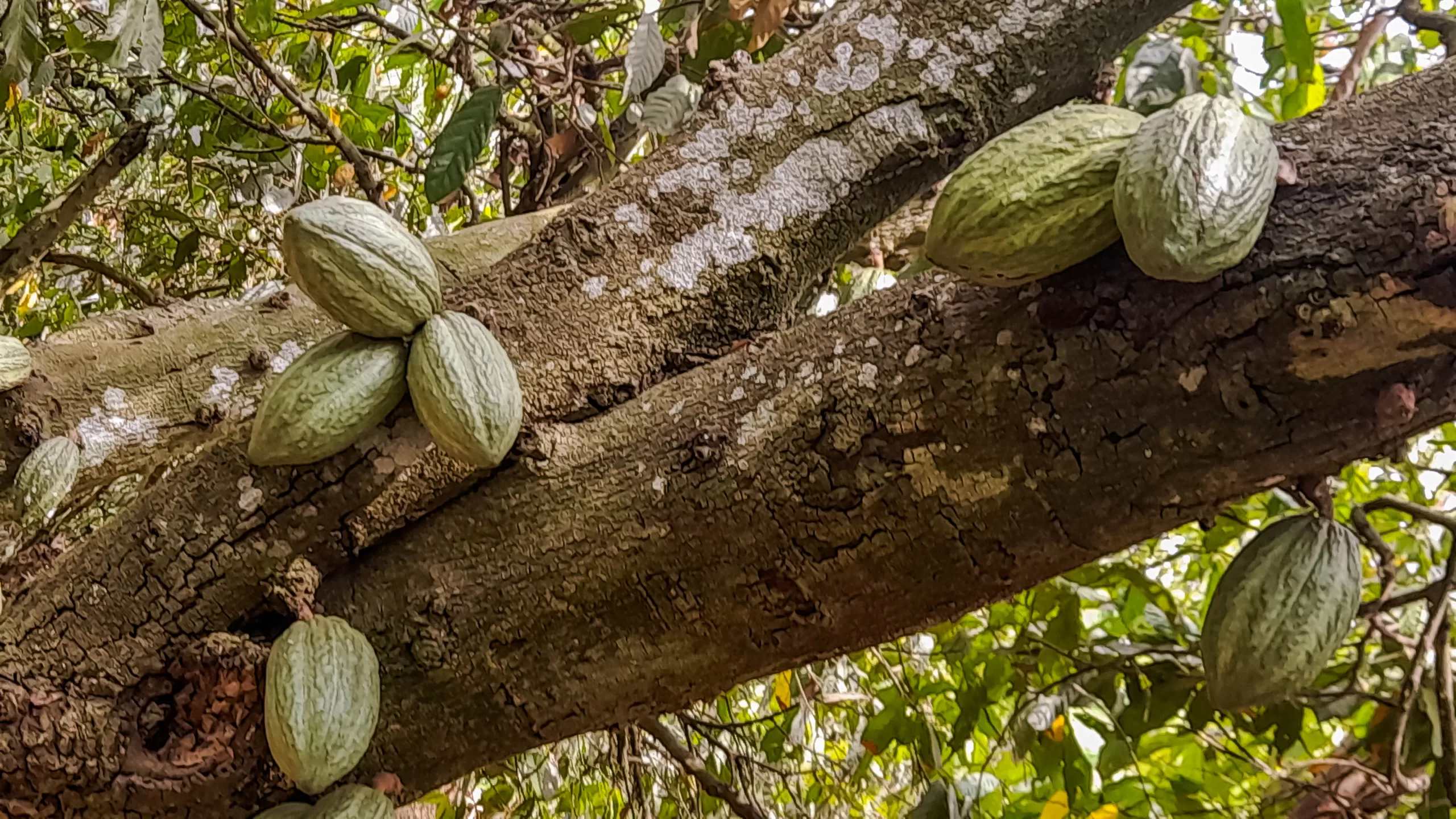 Cocoa pods, ICCO, Cocoa sector, challenges,