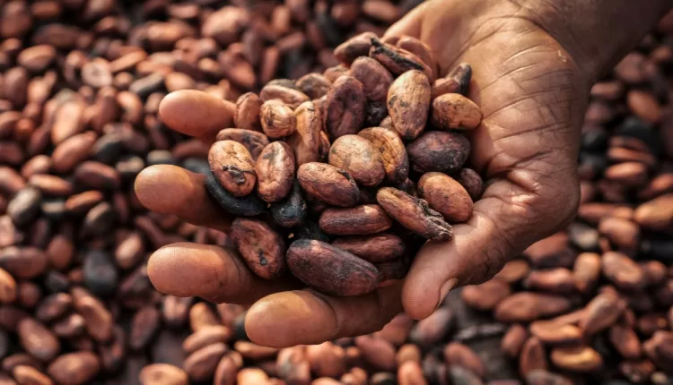 Cocoa Price, New Record, Supply Deficit, Cocoa shortage, Ghana Cocoa Board, COCOBOD, Cote d'Ivoire, CSSVD, Disease, Weather, El-Niño, Climate change, Rainfall, Dry spell, Harmattan,