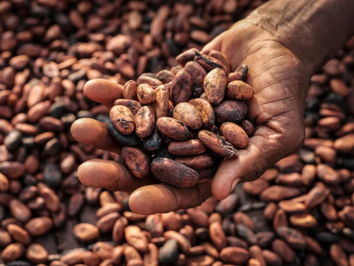 Cocoa Price, New Record, Supply Deficit, Cocoa shortage, Ghana Cocoa Board, COCOBOD, Cote d'Ivoire, CSSVD, Disease, Weather, El-Niño, Climate change, Rainfall, Dry spell, Harmattan,