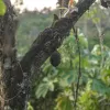 CSSVD, Cocoa Swollen Shoot Virus Disease, Joseph Boahen Aidoo, Ghana Cocoa Board, COCOBOD, Climate change, Illegal gold mining, Galamsey,