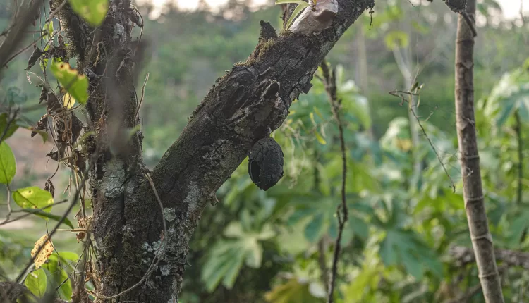 CSSVD, Cocoa Swollen Shoot Virus Disease, Joseph Boahen Aidoo, Ghana Cocoa Board, COCOBOD, Climate change, Illegal gold mining, Galamsey,